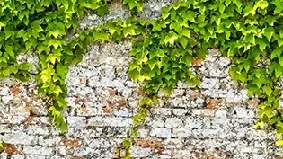 砖墙上长着英国常春藤.